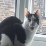 Mister Yawn